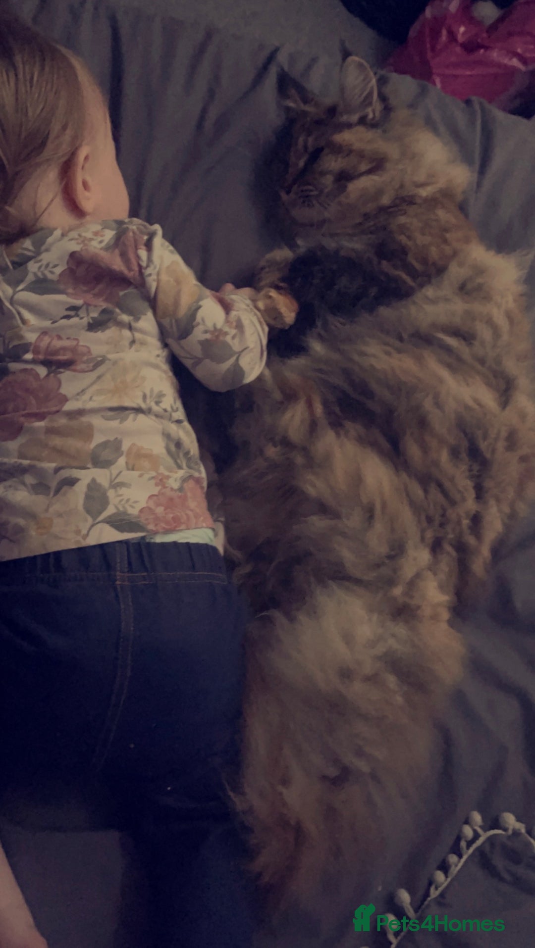 Maine Coon cats for sale: 5yr old Female Maine coon - Image 3