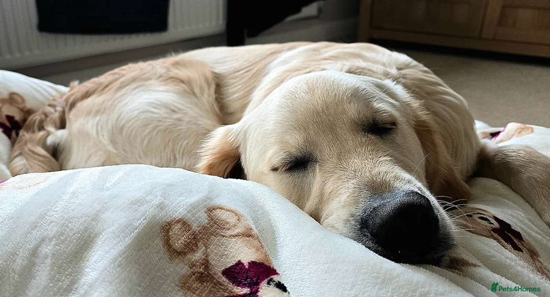 Golden Retriever dogs for sale: KC Registered Golden Retriever 9mths old Henry in Porthcawl - Advert 2