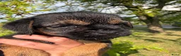 Border Terrier dogs for sale: 🧡 Fantastic KC Border Terriers 🧡 - Advert 23