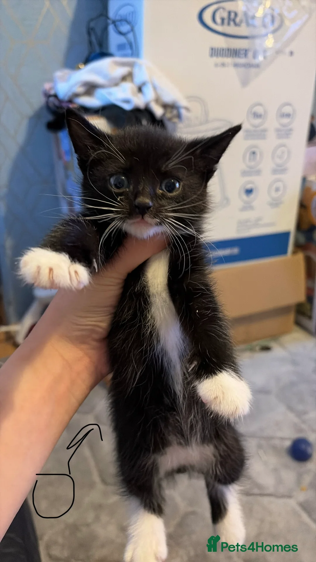 British Shorthair cats for sale: 4 Tuxedo kittens  - Advert 2