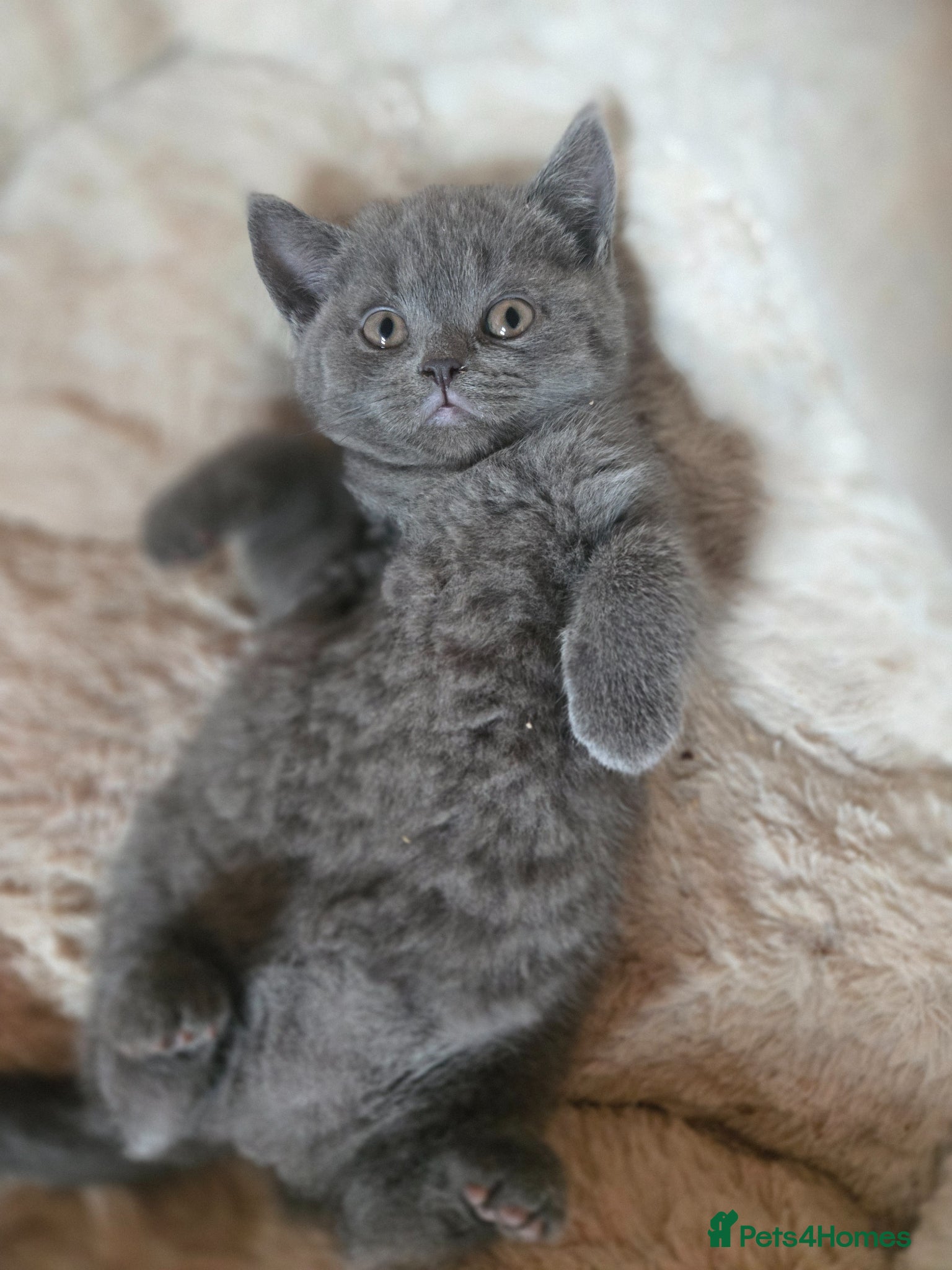 British Shorthair cats ❤️British Shorthair kittens❤️ - Advert 5
