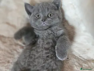 British Shorthair cats ❤️British Shorthair kittens READY NOW❤️ - Advert 1