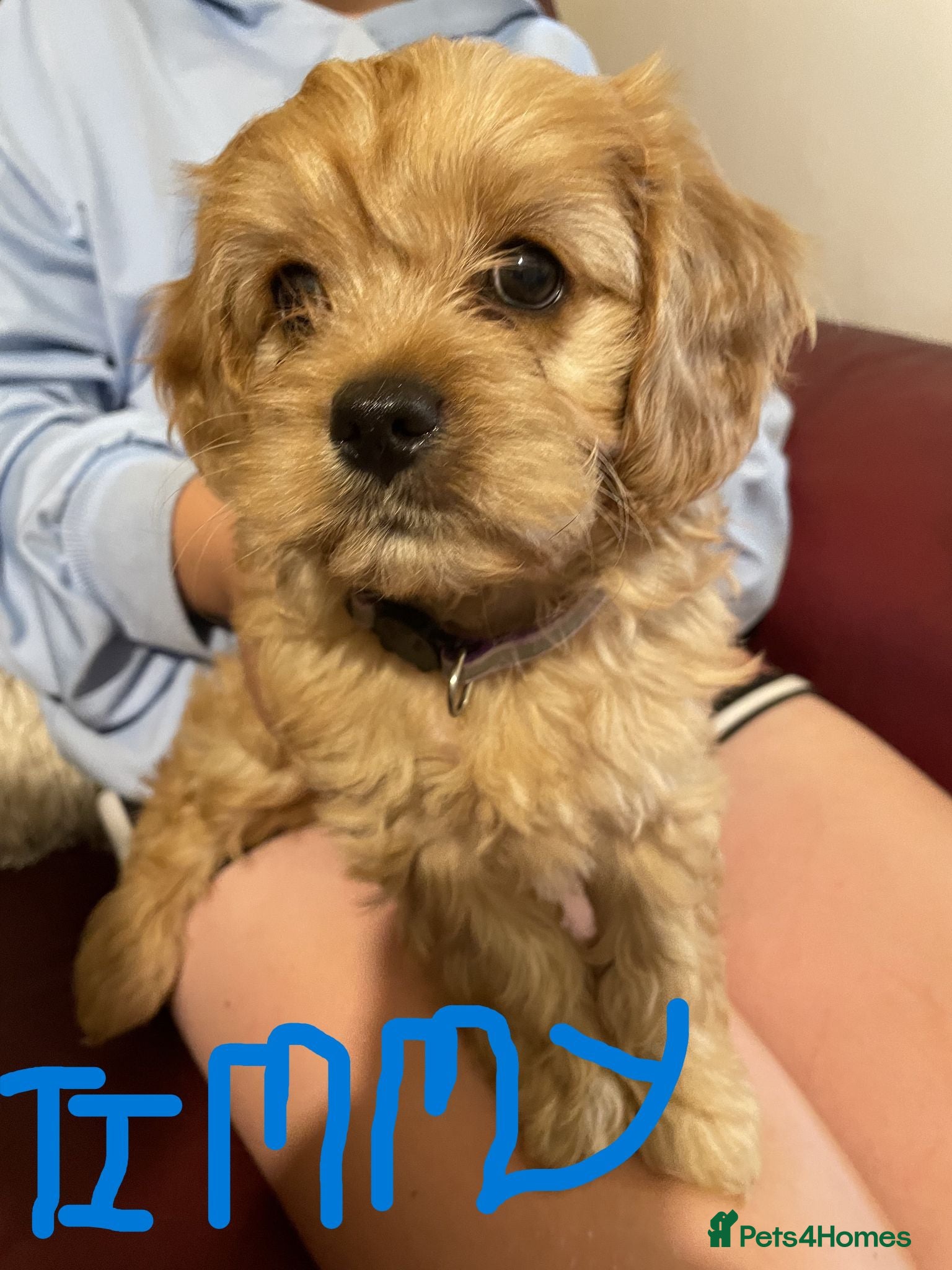 Cavapoo dogs Beautiful Golden F1 cavapoo BOY puppies - Advert 1