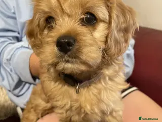 Cavapoo dogs Beautiful Golden F1 cavapoo BOY puppies - Advert 1