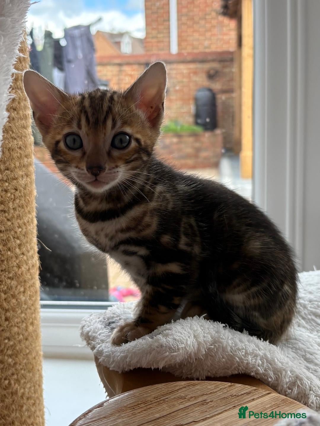 Bengal cats Bengal Kittens GCCF Registered - Advert 1