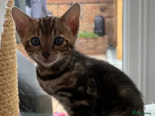 Bengal cats Bengal Kittens GCCF Registered - Advert 1