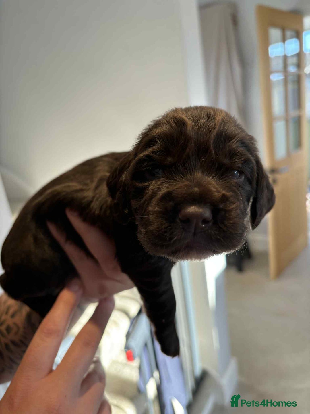 Cocker Spaniel dogs for sale: Working Cocker Spaniel Puppies - Advert 10