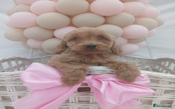 Cockapoo dogs for sale: PRA Clear show type cockapoo puppies  - Image 7