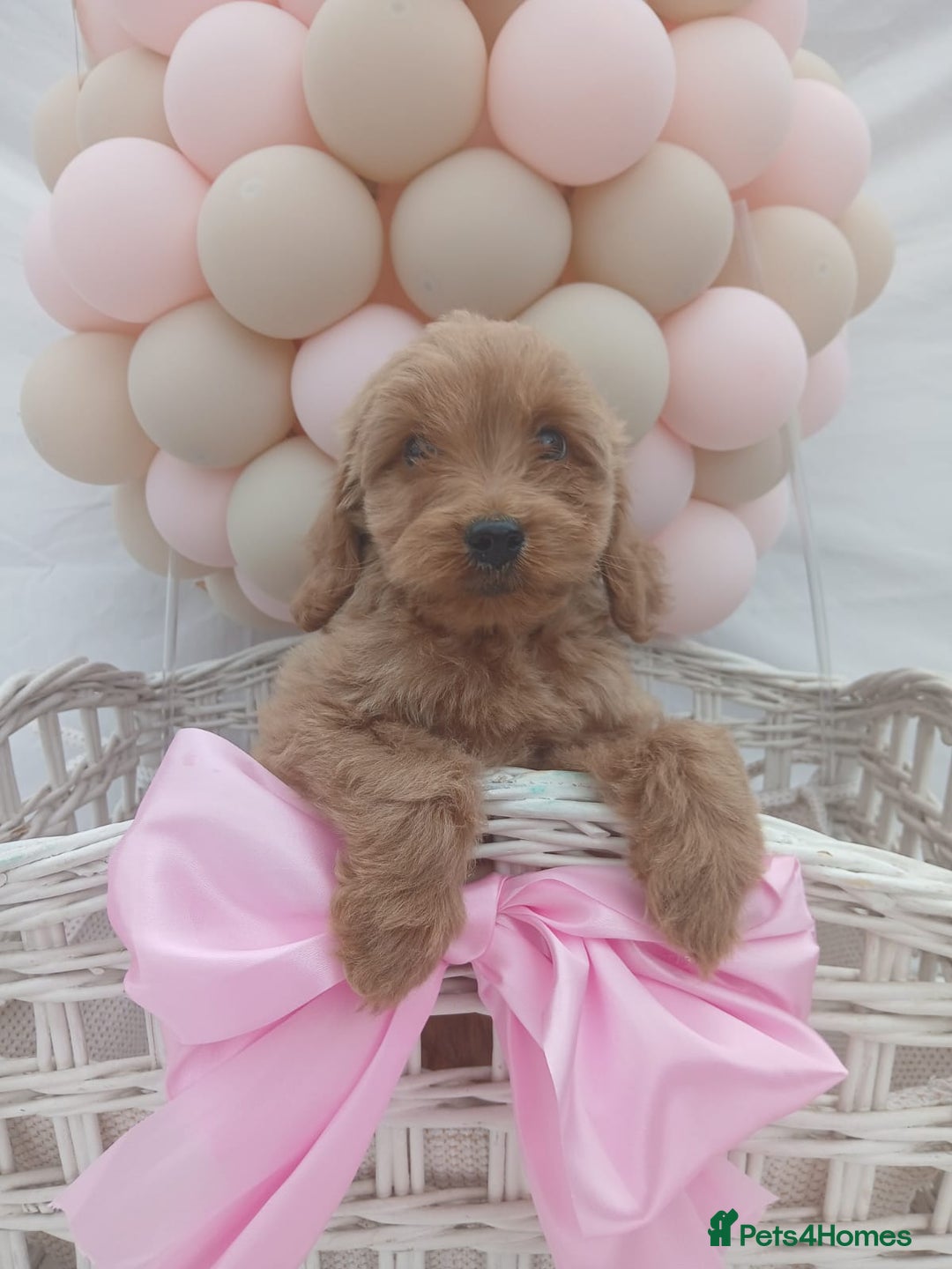 Cockapoo dogs for sale: PRA Clear show type cockapoo puppies  - Image 7