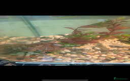 Turtle reptiles for sale: Black Musk Turtle - Image 5