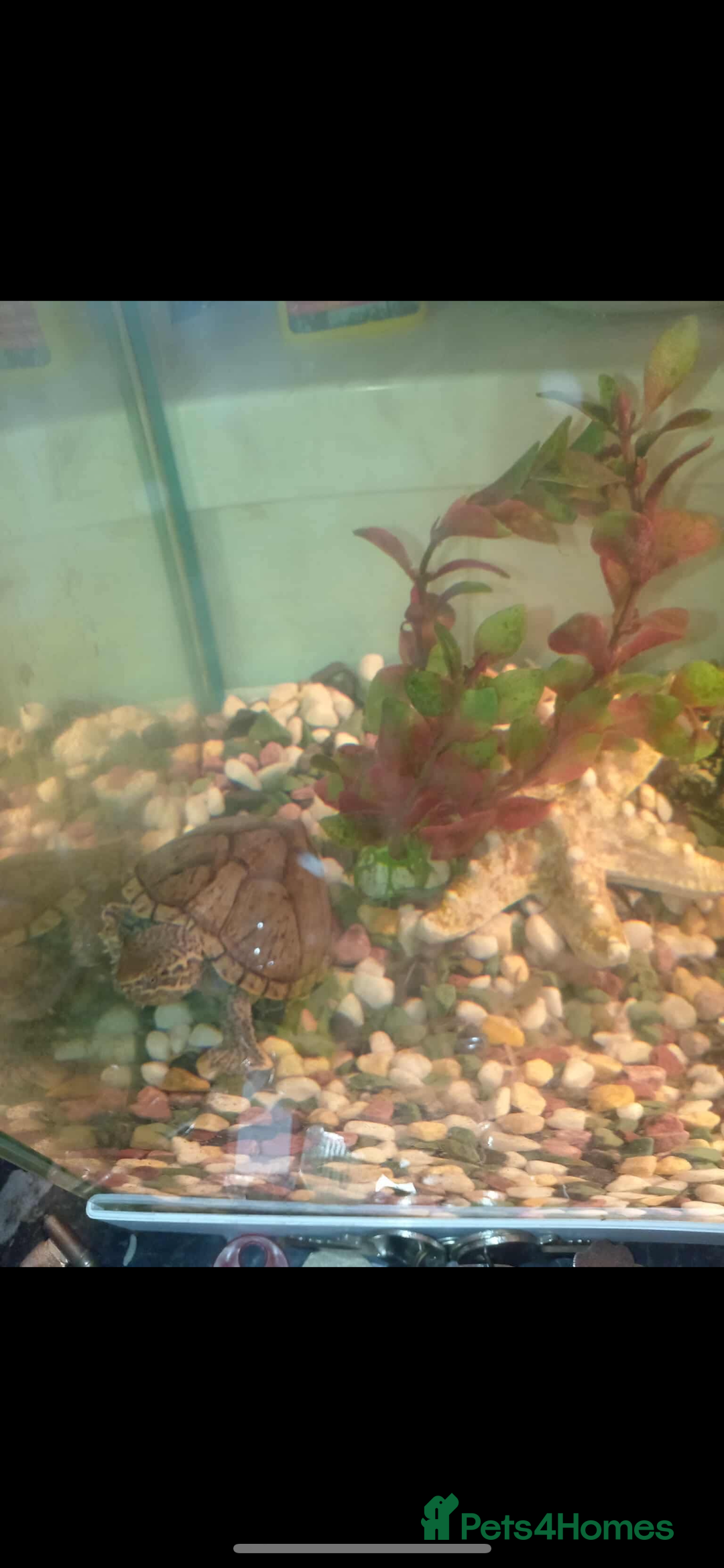 Turtle reptiles for sale: Black Musk Turtle - Image 5