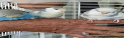 Budgerigars birds for sale: Super silly hand tamed baby budgies  - Advert 10