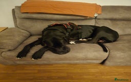 Great Dane dogs for sale: 15 month great dane male for sale - Image 3