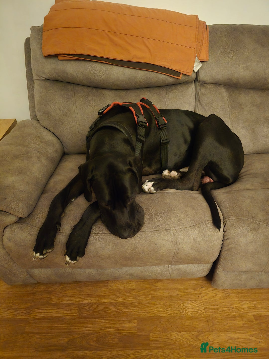 Great Dane dogs for sale: 15 month great dane male for sale - Image 3