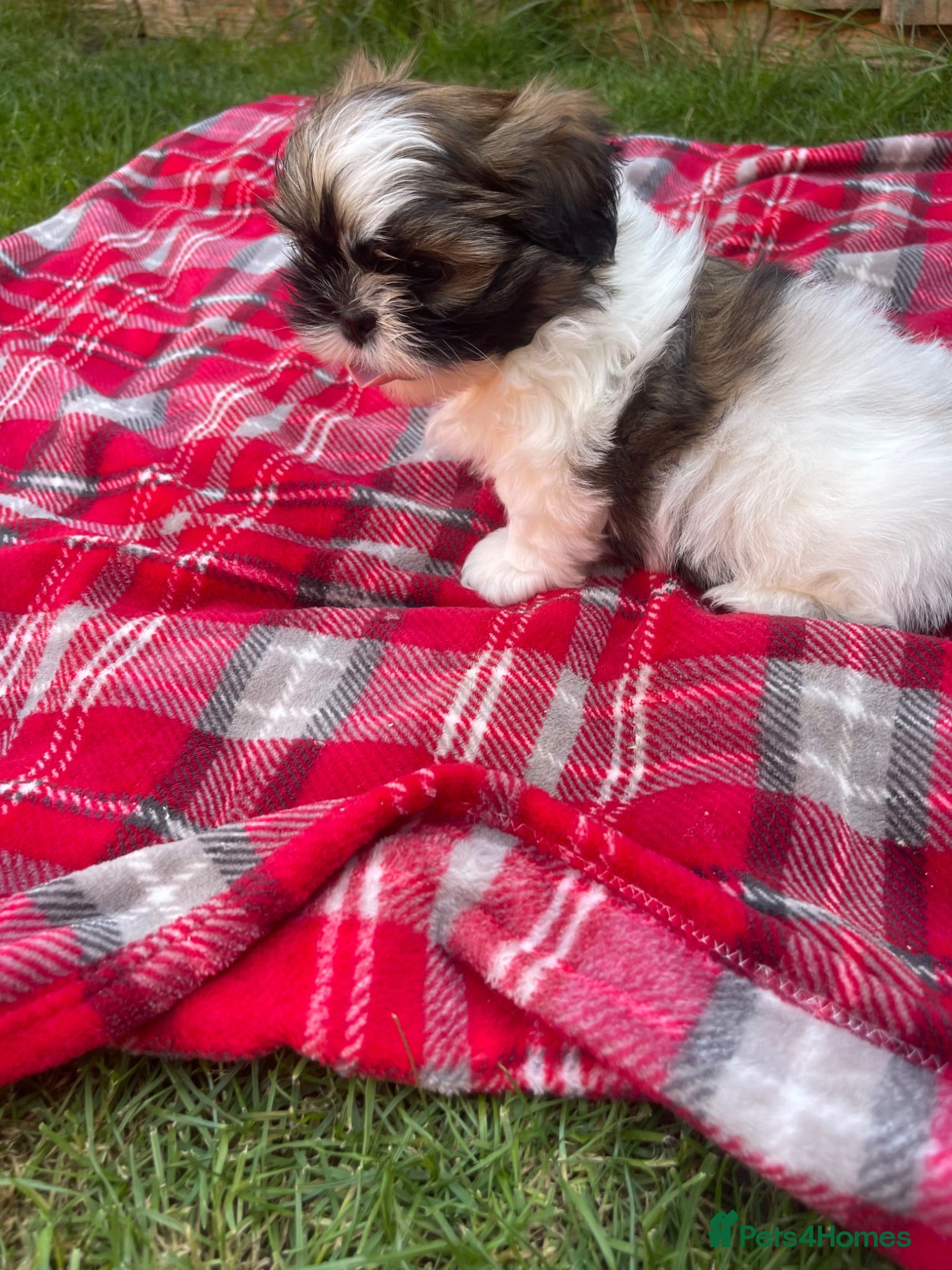 Shih Tzu dogs Imperial Shihtzu puppies for sale  - Advert 1