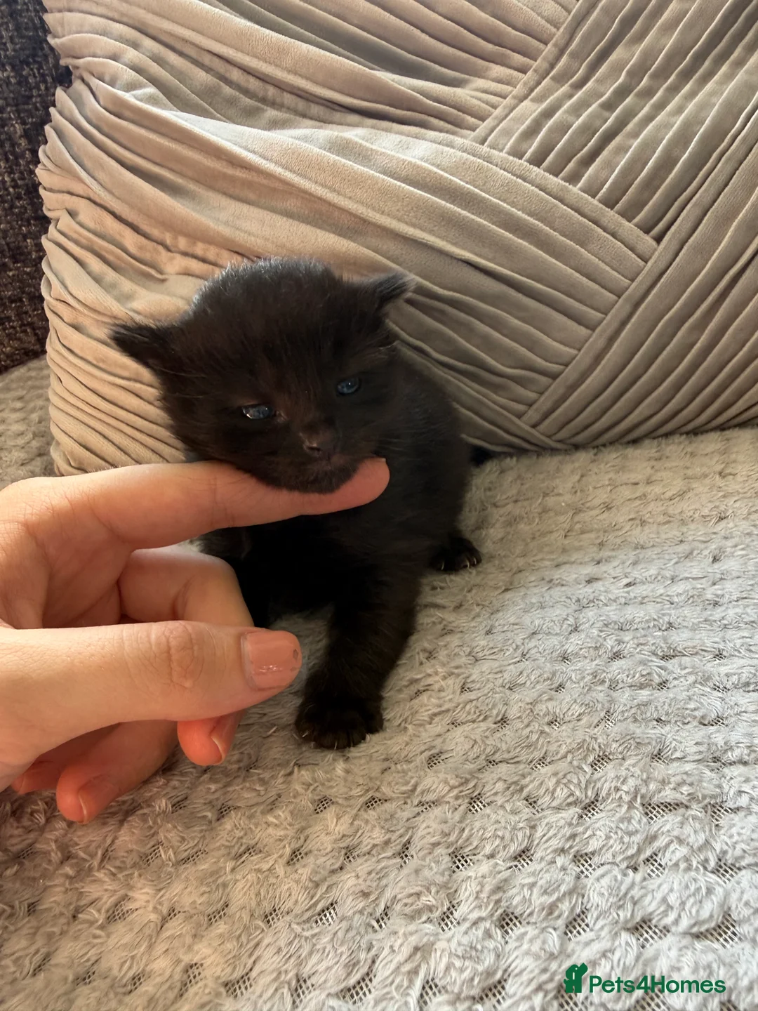 Mixed Breed cats for sale: ✨🐾Stunning domestic long haired kittens  - Advert 2