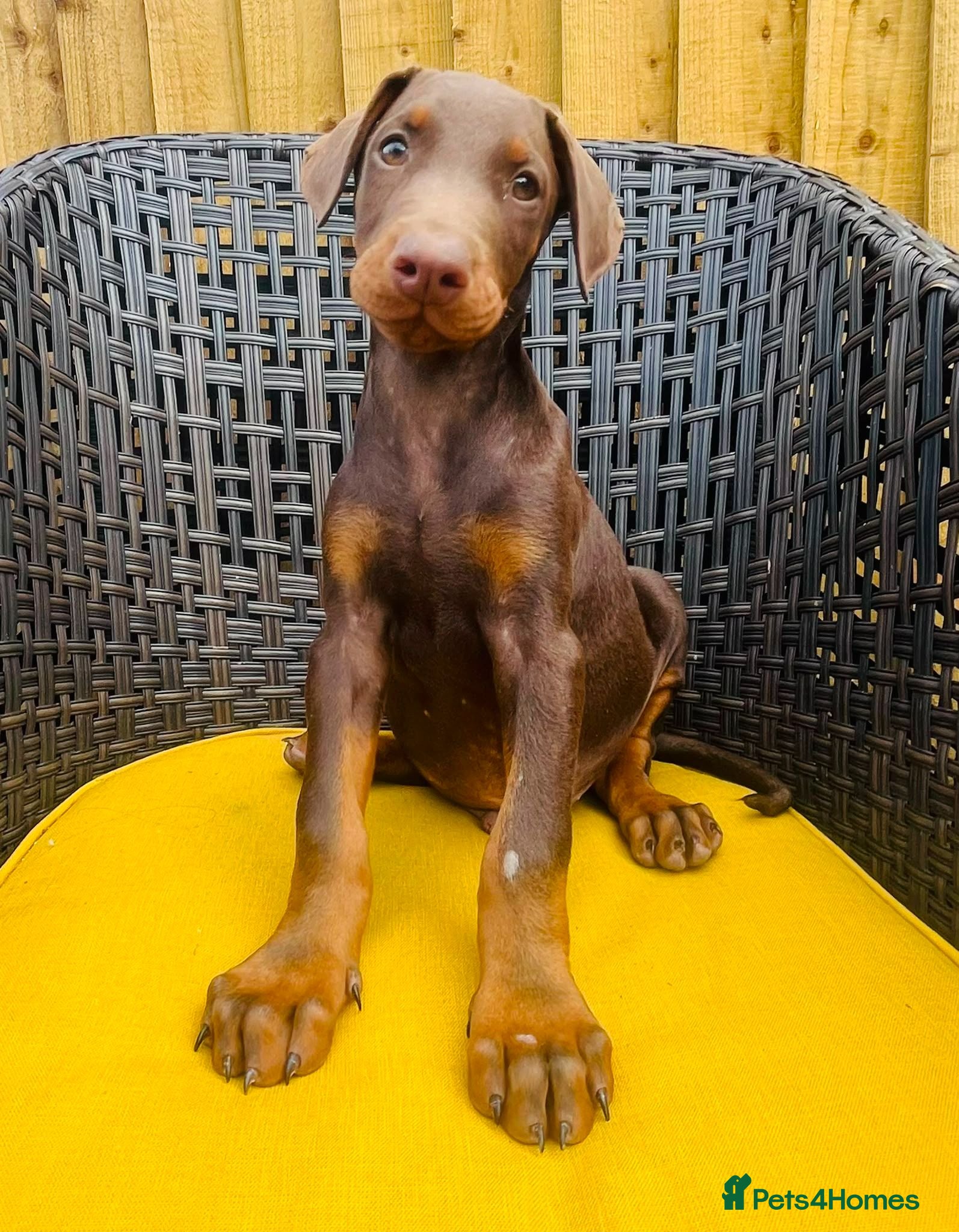 Dobermann dogs Beautiful family dobermans * 2 boys ready to go* - Advert 2