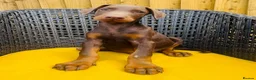 Dobermann dogs for sale: Beautiful family dobermans * 2 boys ready to go* - Advert 6
