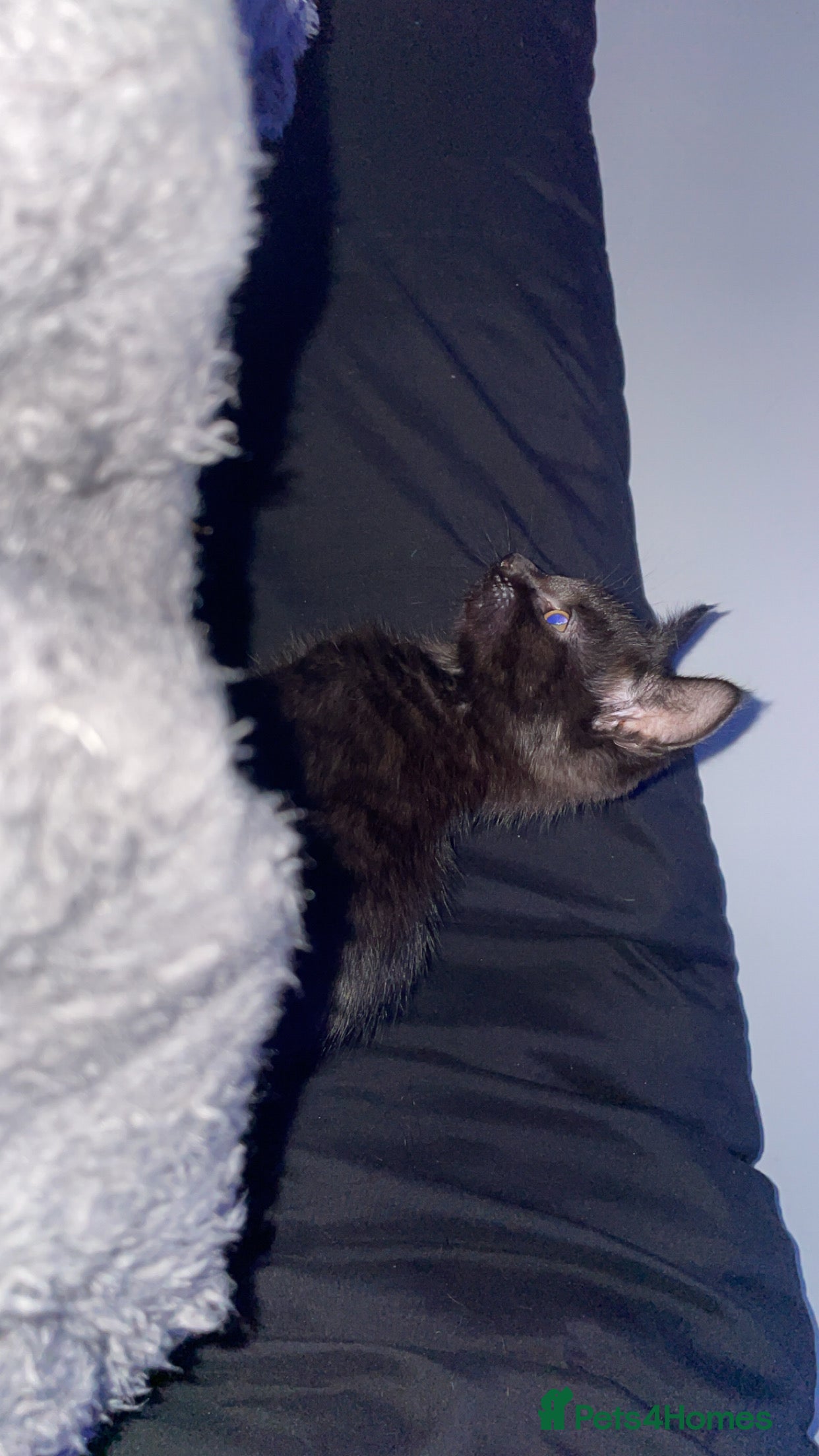 Mixed Breed cats for sale: Two kittens and mother cat in Wallasey - Advert 8
