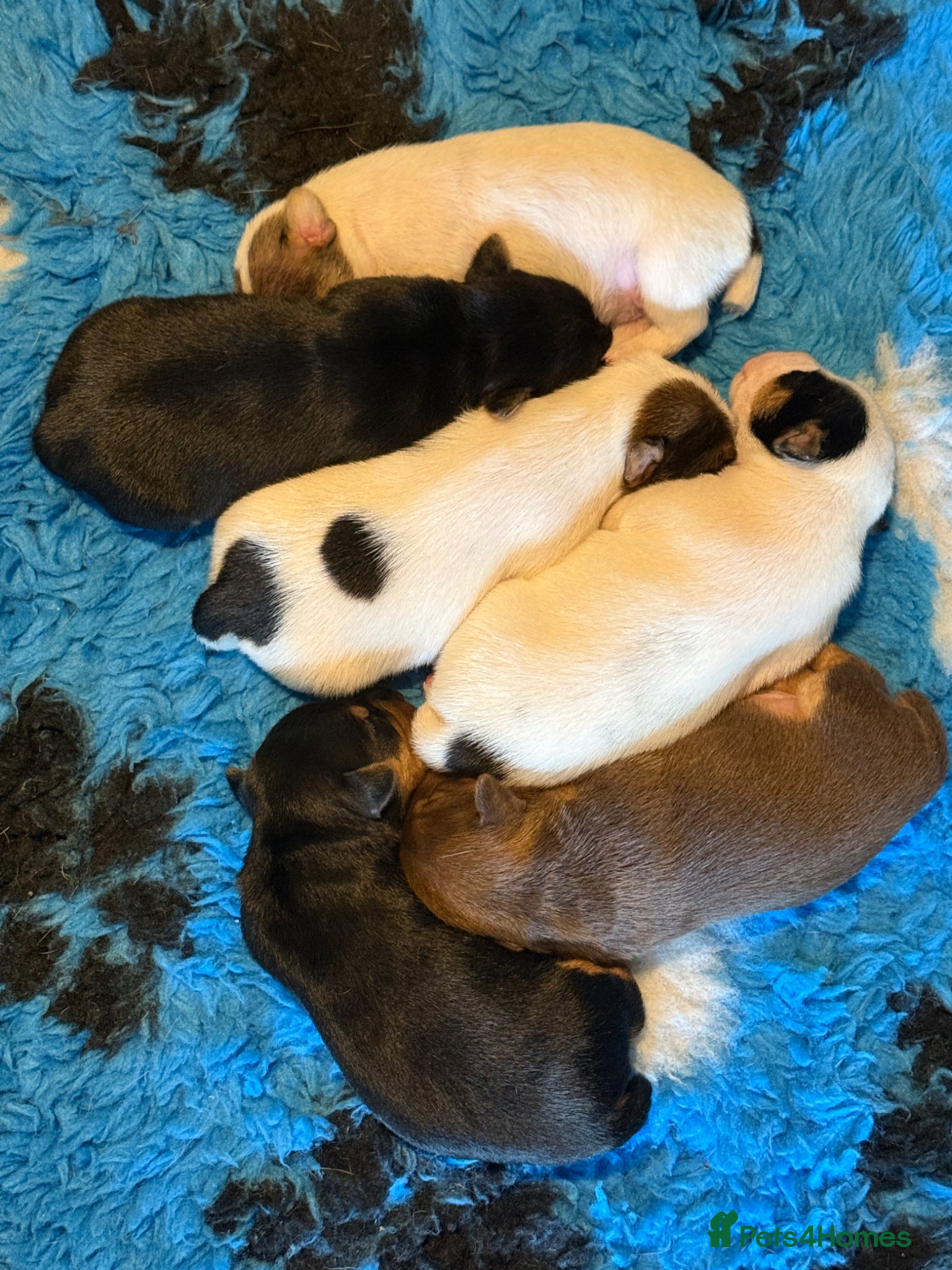 Jack Russell dogs Jack Russell puppy’s  - Advert 1