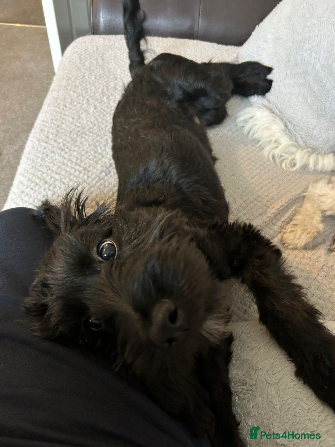 Cockapoo dogs for sale: Cockapoo boy age 6 months  - Advert 3