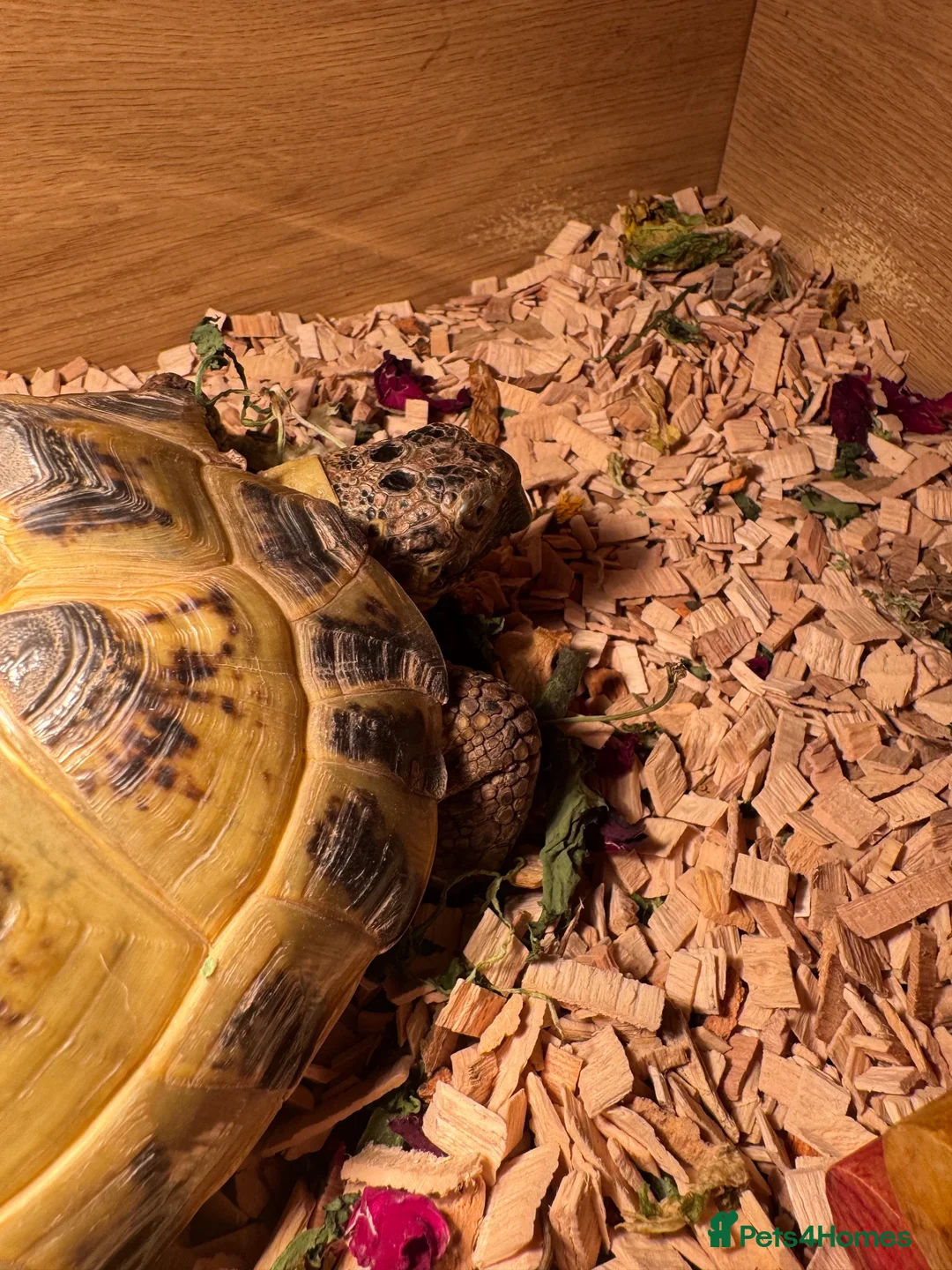 Tortoise reptiles for sale: Horsefield tortoise in Chesterfield - Advert 6