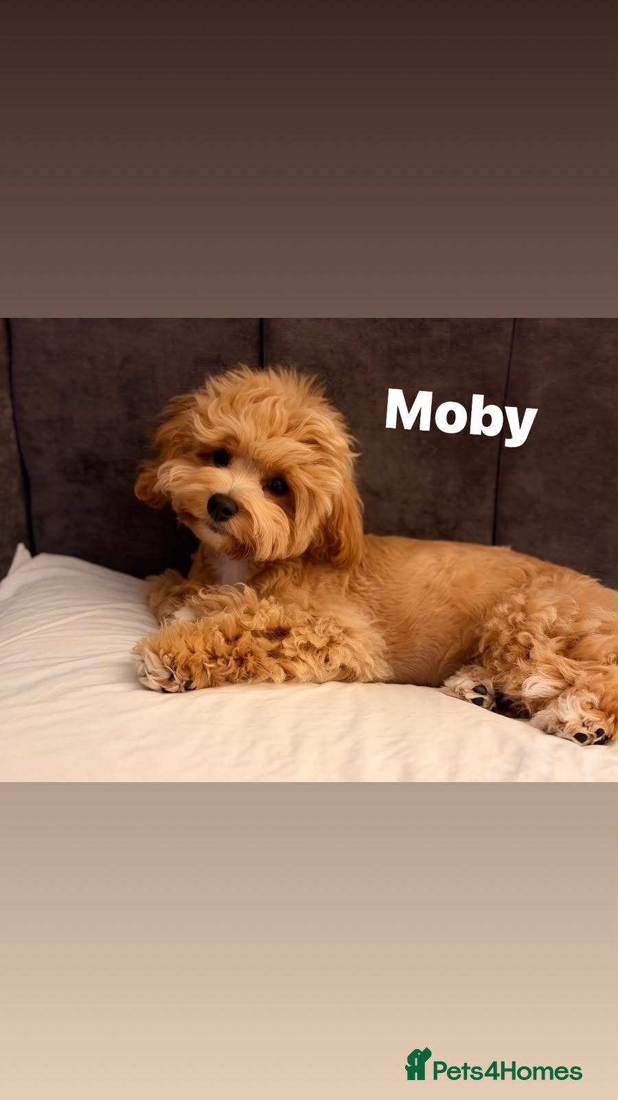 Maltipoo dogs for sale: Exceptional F1 Asian Maltipoo puppies - Advert 3