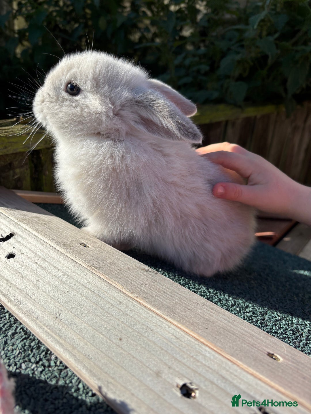 Mini Lop rabbits for sale: Beautiful mini lops - Image 3