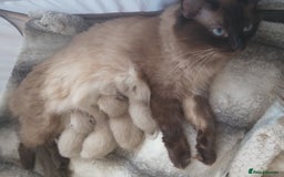 Ragdoll cats for sale: Ragdoll and BSH rare colour kittens (5 left) - Image 18