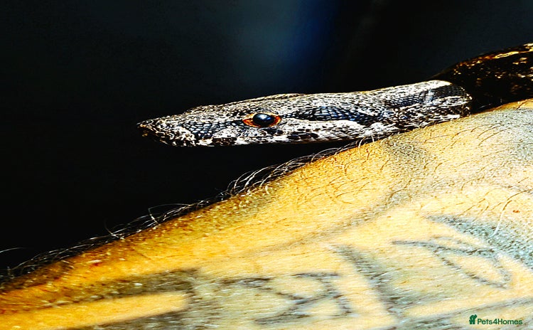 Boa Snake reptiles - Advert 1