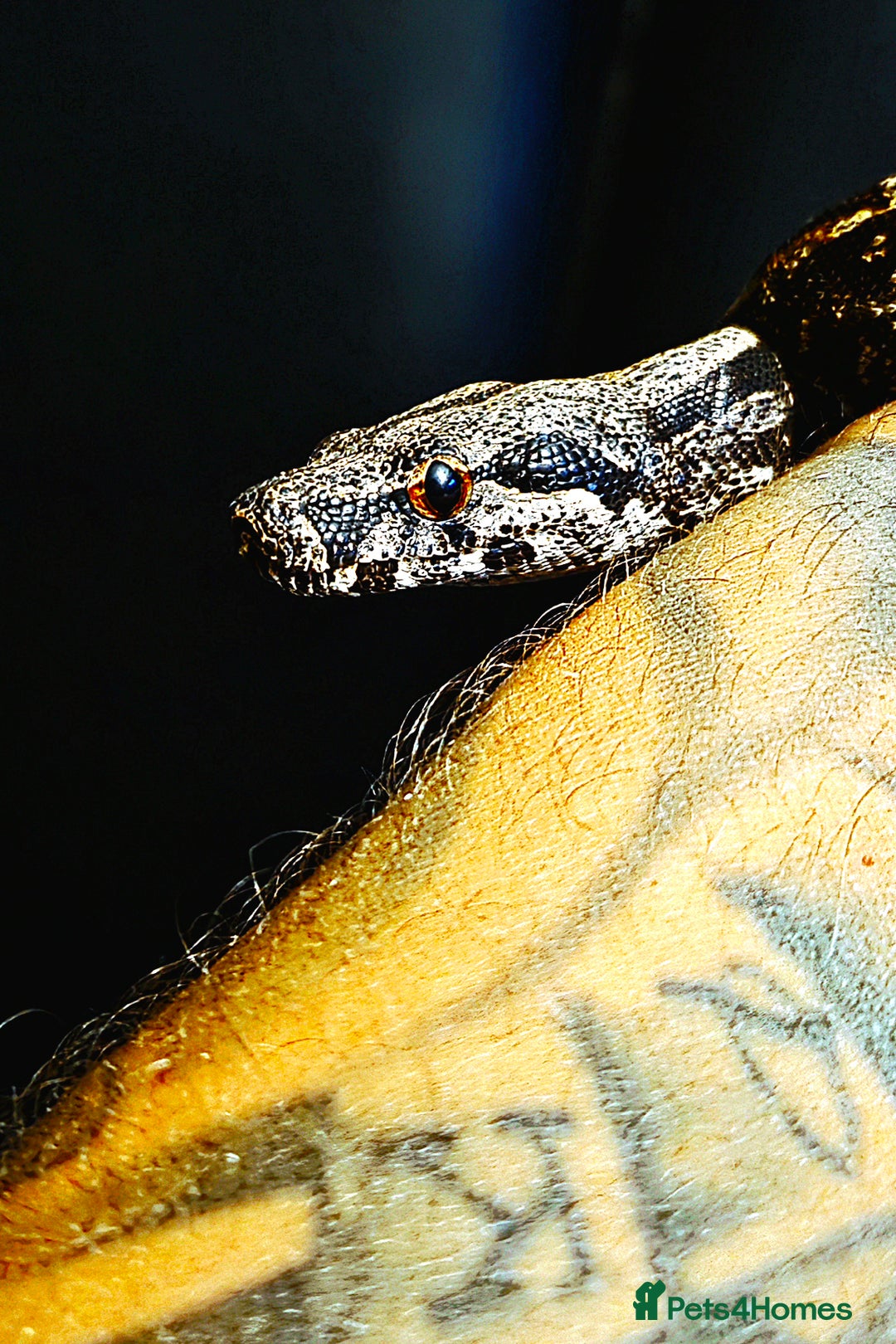 Boa Snake reptiles for sale: Unreal morph hog island boa with full setup  - Image 1