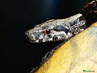 Boa Snake reptiles - Advert 1