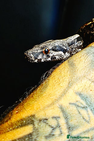 Boa Snake reptiles - Advert 1