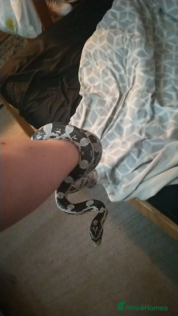 Corn Snake reptiles Corn snake - Advert 2