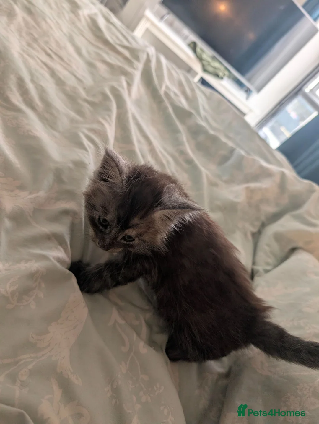 Maine Coon cats for sale: Maincoons wihtout papers  in Leamington Spa - Advert 1