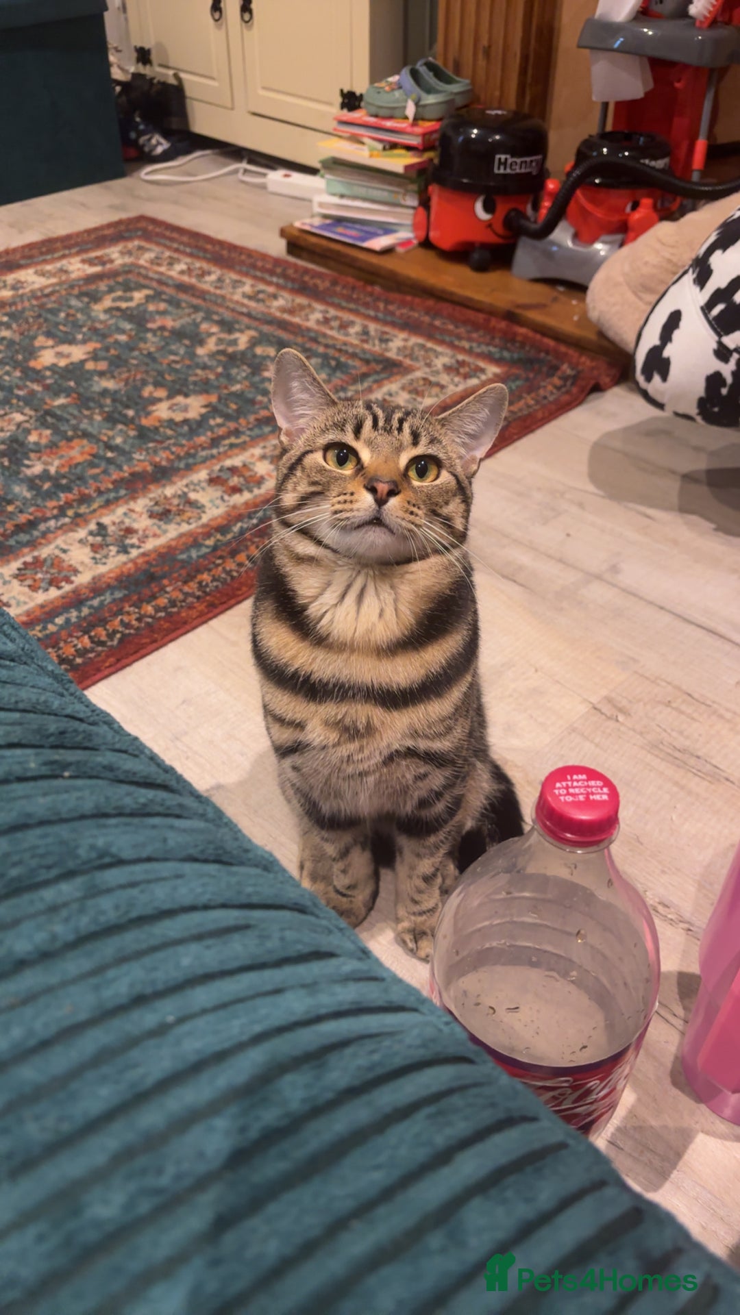 Mixed Breed cats for sale: Tigger  - Advert 5