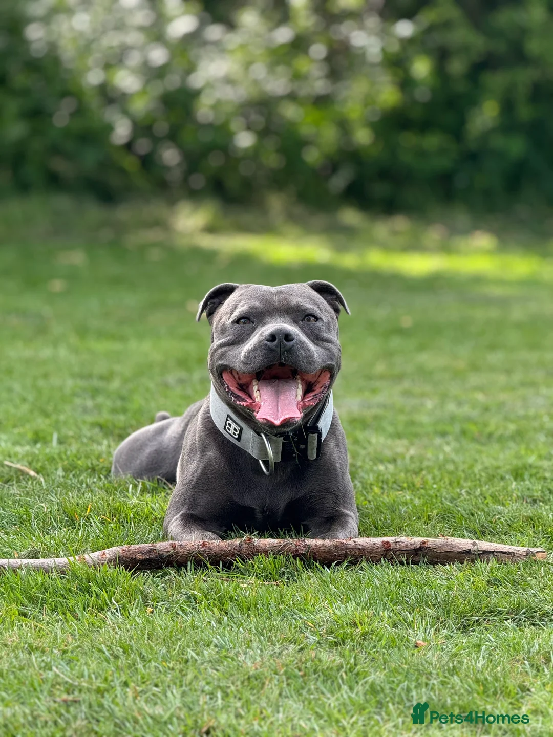 Staffordshire Bull Terrier dogs for stud: KC Registered Blue Staffy Stud Available - Advert 1