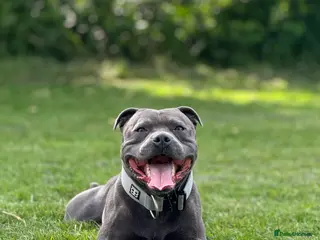 Staffordshire Bull Terrier dogs KC Registered Blue Staffy Stud Available - Advert 2