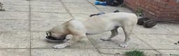 Boerboel dogs for sale: SABBS REGISTERED KENNEL - Advert 6