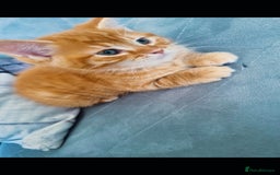 British Longhair cats for sale: Kittens cats - Image 5
