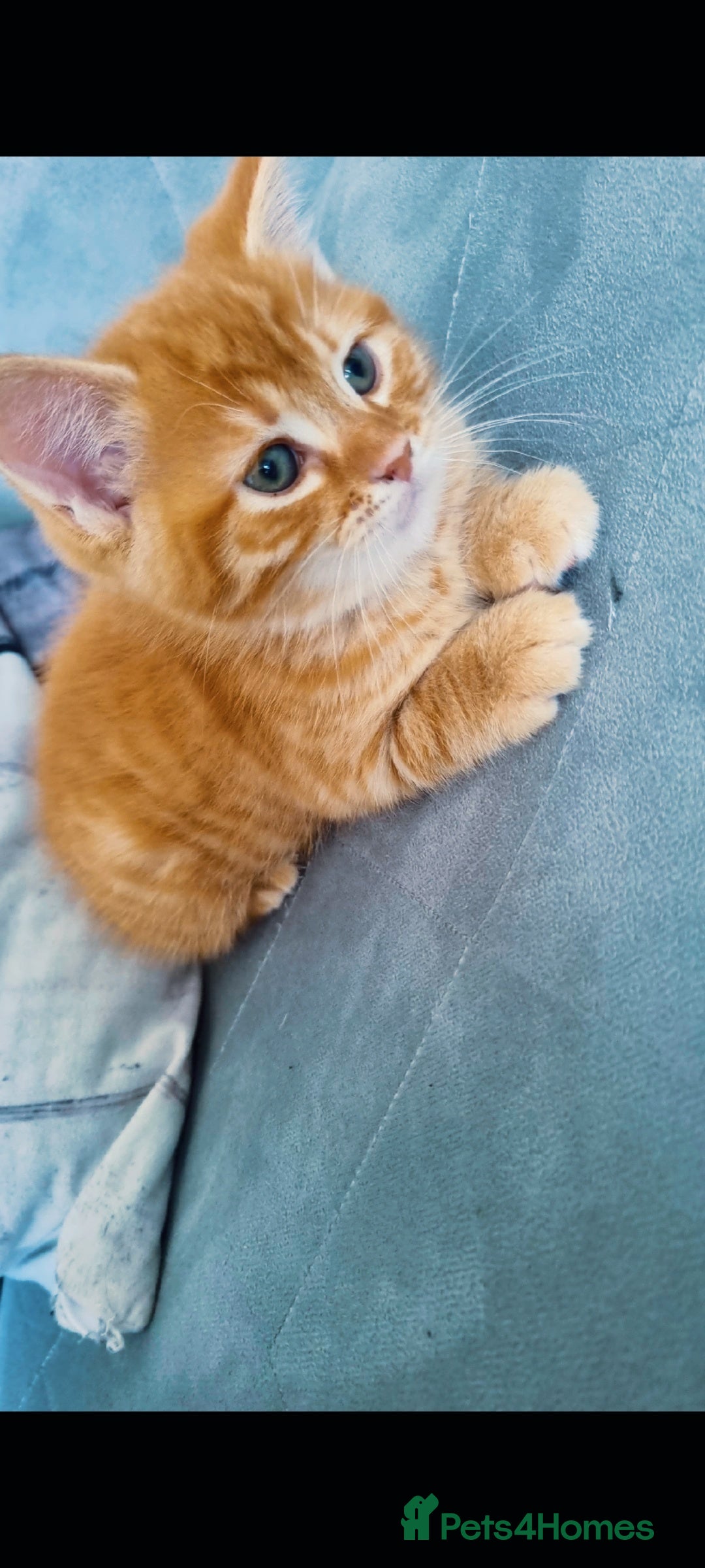 British Longhair cats for sale: Kittens cats - Image 5
