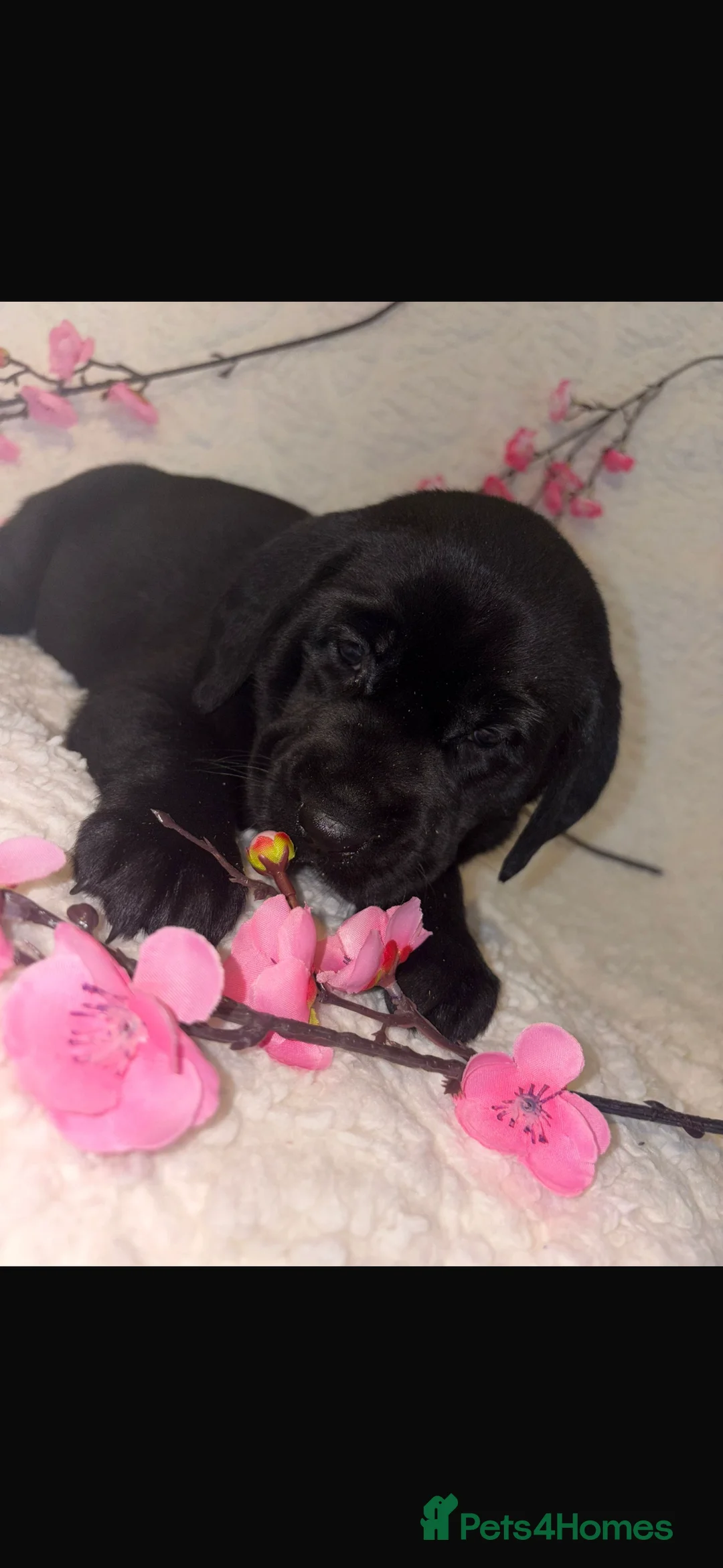 Labrador Retriever dogs for sale: Beautiful Labrador puppy’s  - Advert 8