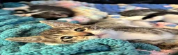 Mixed Breed cats for sale: bengal x kittens - Advert 3