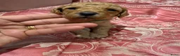 Maltipoo dogs for sale: Beautiful litter of Malti poo puppies - Advert 9