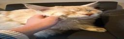 Maine Coon cats for stud: gorgeous cream smoke boy for stud duties - Advert 2