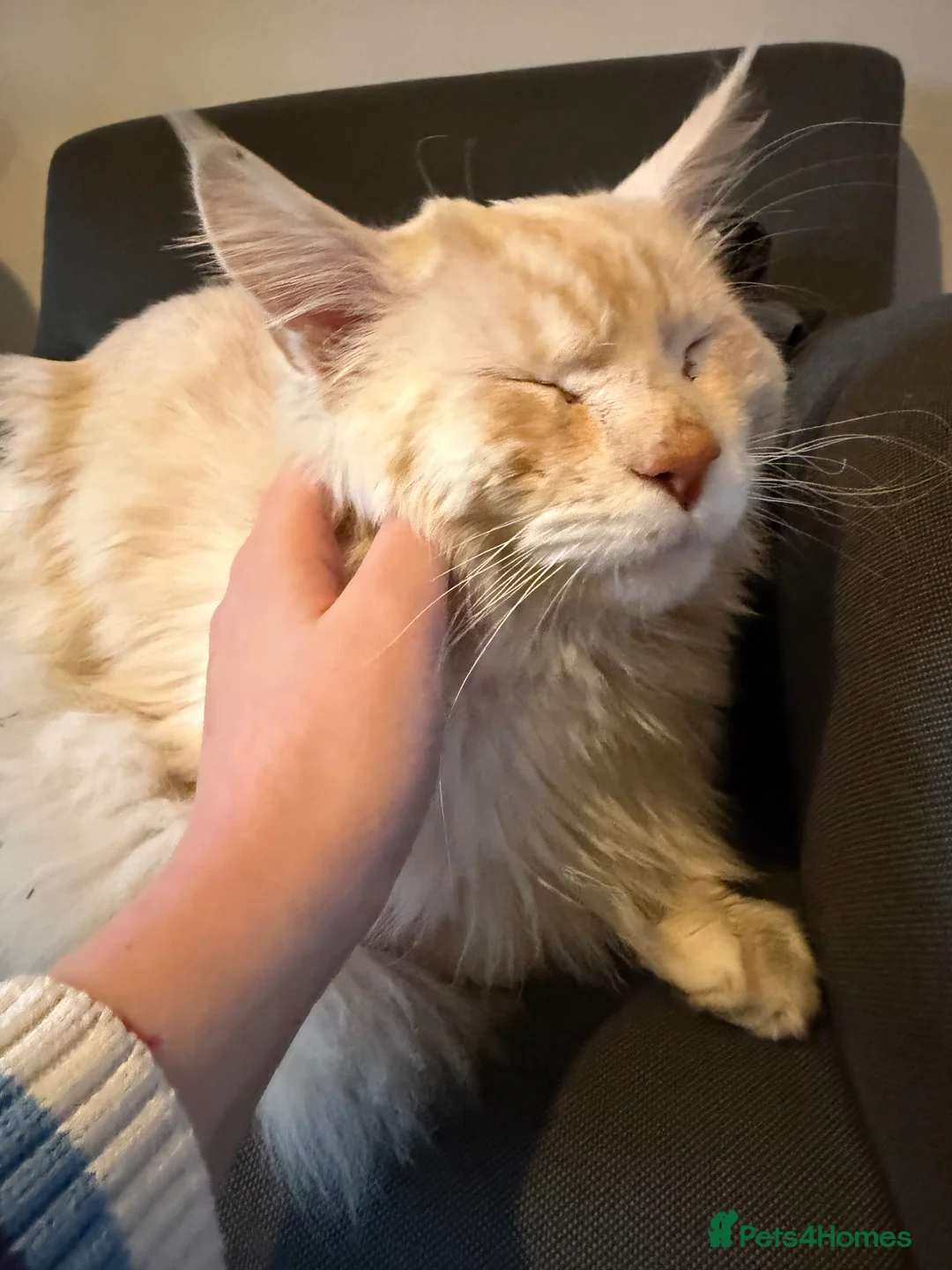 Maine Coon cats for stud: gorgeous cream smoke boy for stud duties - Advert 2