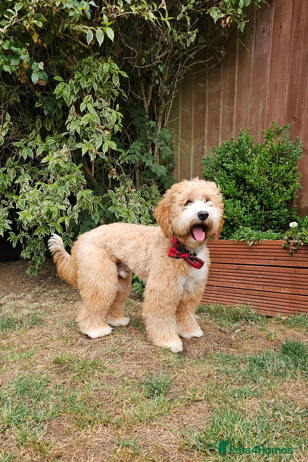 Labrador Retriever dogs for stud: Hip0/0 Elbow 0/0 Australian Labradoodle  - Advert 23