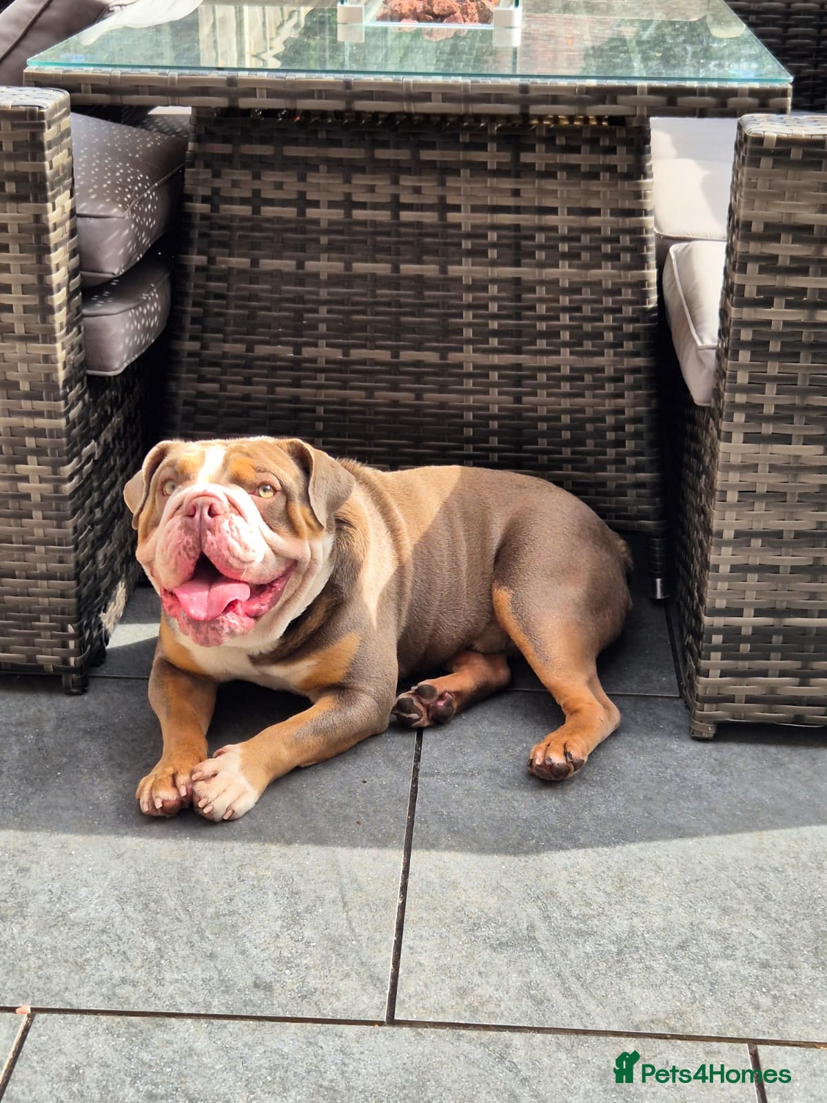 English Bulldog dogs Prince of all Storms  in Birmingham - Advert 6