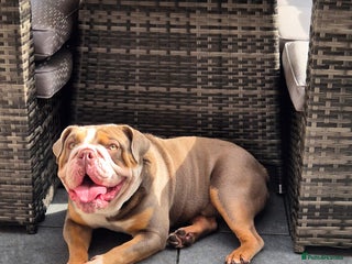 English Bulldog dogs in Birmingham - Advert 17