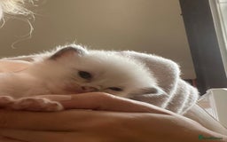 Ragdoll cats for sale: Beautiful Ragdoll Kittens (GCCF)TICA Reg. - Image 2